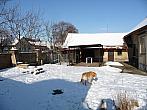 Třibřichy
